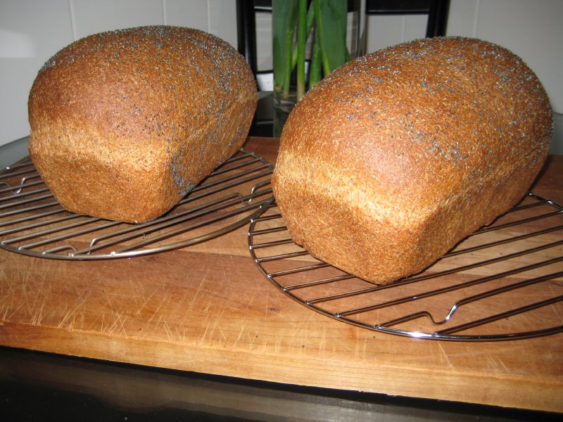 Whole Wheat Flour VS Bread flour. The Fresh Loaf